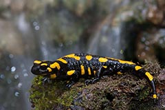 Feuersalamander - Zum Vergroessern klicken!